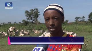 Big Story Focus On Lingering Fulani HerdsmenFarmers Crisis Pt 1 [upl. by Sama]