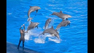 Oceanografic Valencia Dolphin show [upl. by Gowon]