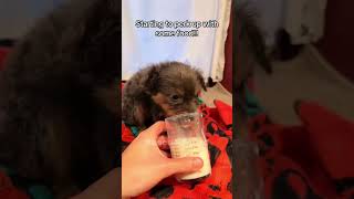 This family rescues little puppy Rescue Squad rescueanimals animals puppy loveanimal viralshorts [upl. by Colon]