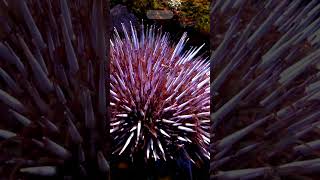 Sea Urchin 1 seaurchin [upl. by Yasu700]