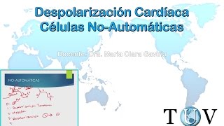 Despolarización cardíaca celulas no automaticas  Electrocardiograma curso de interpretación del ECG [upl. by Benjy]