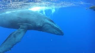 CLOSE ENCOUNTER Whale Watch Tour in Maui Hawaii [upl. by Frodina]