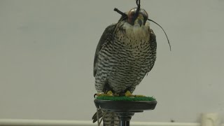 Bosque middle school students got a rare chance to learn about Falcons [upl. by Renado945]