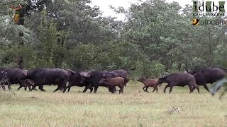 Buffalo Stampede [upl. by Lonne]