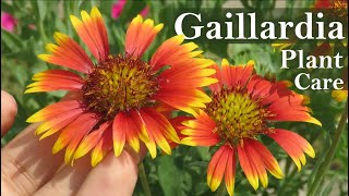 Gaillardia Flower  Gaillardia Plant Care  Blanket flower [upl. by Haliak423]