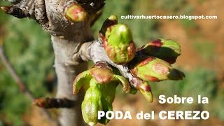 Sobre la poda del cerezo Árbol frutal [upl. by Ancelin616]