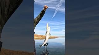 Top water fishing San Luis Reservoir anyfishcangetit superspook [upl. by Euqitsym436]