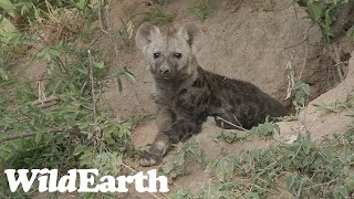 WildEarth  Sunset Safari  14 November 2023 [upl. by Trebor]