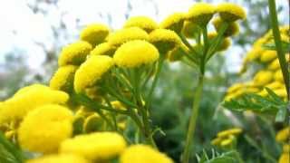 Common Tansy Tanacetum vulgare  Cow Bitter  20120731 [upl. by Ylurt]