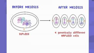 421 State that Meiosis is a reduction division [upl. by Dammahom]