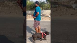 pitbull pitbullvs pitbullfacts pitbullimport pitbulldog indianpitbull doglover americanbully [upl. by Matuag708]