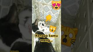 Anak kucing comel shortsvideo funnycats shorts [upl. by Fax]