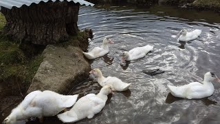 Naissance cannetons barbarie blanc 🦆🐣🦆 [upl. by Eb]