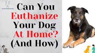 Can You Euthanize Your Dog At Home And How [upl. by Mossman]