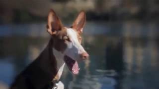 IBIZAN HOUND  appearance body playing barking [upl. by Htiderem]