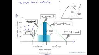 Length tension relationship for skeletal muscle [upl. by Brigitta416]