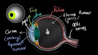 Structure of human eye Hindi  Human eye and the colourful world  Physics  Khan Academy [upl. by Anoo]