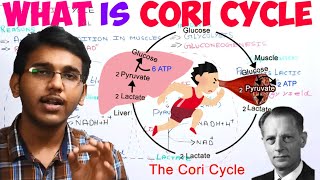 what is cori cycledifference between lactate and lactic acid [upl. by Reinert]