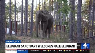 Elephant Sanctuary welcomes male elephant [upl. by Avra]