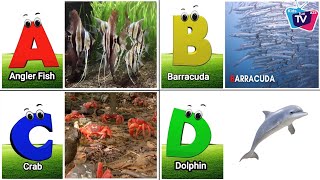 Sea Animals ABC Song for Kids  Phonics for Kids  Alphabet Letters  Learn English Alphabets [upl. by Cleland]