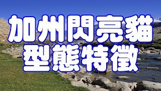 加州閃亮貓型態特徵 [upl. by Bilek]