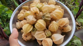 Cape Gooseberry  Summer Harvest [upl. by Nollahp29]