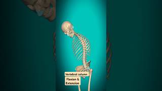 Flexion amp Extension of Vertebral Column anatomy medical shorts [upl. by Letnwahs]