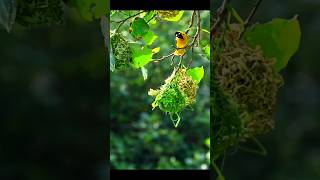 nest birds birdnest shortsfeed shortviralvideo [upl. by Lerim]