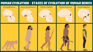 Human Evolution Video  Stages of Evolution of Human Beings  Learning Junction [upl. by Oiramel607]