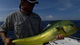 Offshore Fly Fishing for Mahi Mahi and Bonito Treasure Coast [upl. by Notsur71]