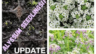 Alyssum seedlings already  rachelshomeandgarden3348 [upl. by Aiselad866]