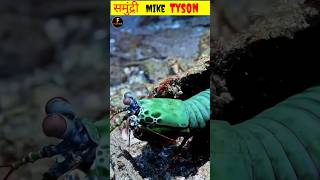 peacock mantis shrimp bestfacts facts amazingfacts viralshort viralvideo [upl. by Herve]