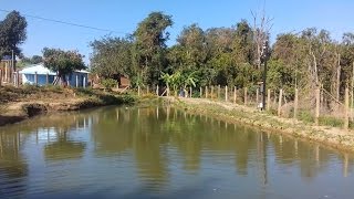 Nardo Samambaia Construindo Uma Pequena Lagoa 2 [upl. by Aitas]