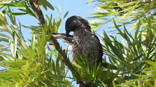 Little Wattlebird Hervey Bay Qld [upl. by Ntsud]