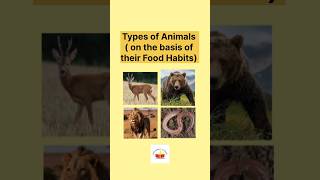 Types of animals on the basis of their food habits [upl. by Frieda]