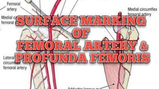 Surface marking of Femoral Artery amp Profunda Femoris Artery। Inferior Extremity। Surface Anatomy [upl. by Inus379]