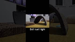 Bull cat fight [upl. by Mercuri]