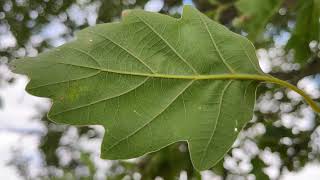 Sessile oak  underside of leaf  July 2024 [upl. by Maria]