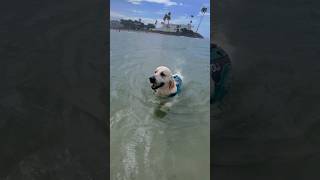 Golden Retriever Swimming Skills Part II [upl. by Staw]