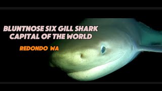 Diving with Bluntnose Sixgill Sharks in Redondo The Six Gill Shark Capital of the Pacific Northwest [upl. by Ahtivak]