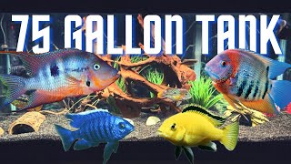 Top 5 Cichlid Tank Setups for a 75 Gallon Aquarium [upl. by Esilram]