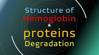 hemoglobin structure and protein degradation [upl. by Vanderhoek]