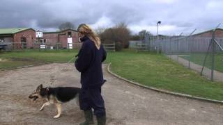 Being an RSPCA Volunteer Dog Walker [upl. by Fredi]