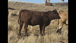 Olson RedRBF Heifers at Johnstone Auction Mart Moose Jaw SK on December 21 [upl. by Ykcim]