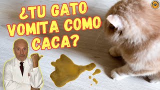 🆘 ¿PORQUE MI GATO VOMITA COMO CACA 🆘 [upl. by Sauers512]