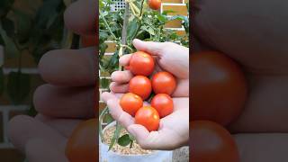 Growing Tomatoes from Seed to Regular Harvest [upl. by Gnaoh]