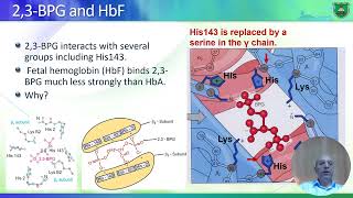 Metabolism in erythrocytes 2024 [upl. by Derfniw]