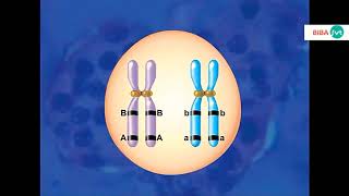 brassage intrachromosomique [upl. by Acacia]