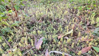 ដើម Lycopodium lagopus beautifulplace nature calmdown [upl. by Clovah]