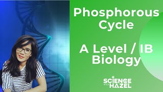 The Phosphorous Cycle  A LEVEL amp IB BIOLOGY [upl. by Ahsienad]